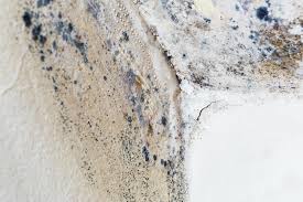 Mold Odor Removal Services in Port St John, FL